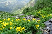 78 Diffuse fioriture  giallo-verdi di pseudofumaria lutea
